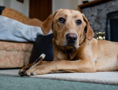 Why Wellness Plans Are Beneficial for Your Pet