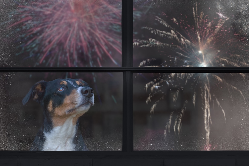 A dog sits indoors behind a frosted window, looking anxiously outside as colorful Fourth of July fireworks burst in the night sky. The image highlights how fireworks celebrations can be stressful and frightening for pets.