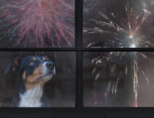 The Fourth of July Isn’t a Celebration for Every Pet