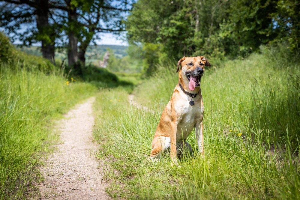 Black Mouth Cur dog sitting in a grassy field on a sunny day.