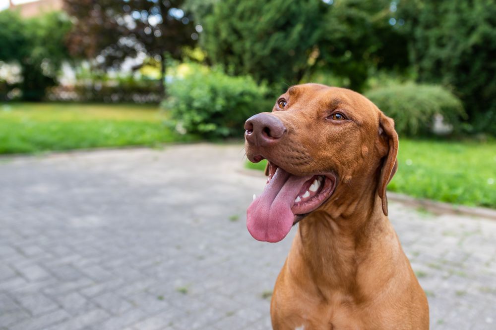 Happy brown dog with its tongue out, sitting in a sunny park.